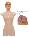 Female Plastic Torso with Head and Face-Fleshtone